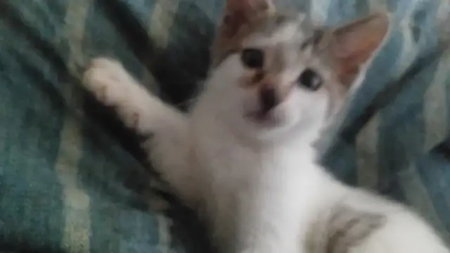 EASTER KITTENS! ADORABLE!TURKISH VAN &ABBYSININ 8&12WKS ONLY$125 - Photo 5