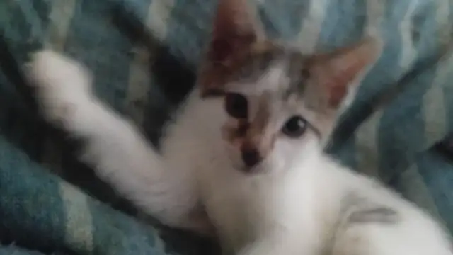 EASTER KITTENS! ADORABLE!TURKISH VAN &ABBYSININ 8&12WKS ONLY$125 - Photo 6