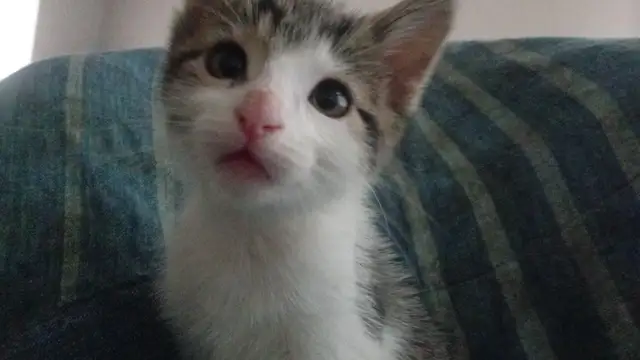 EASTER KITTENS! ADORABLE!TURKISH VAN &ABBYSININ 8&12WKS ONLY$125 - Photo 8