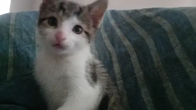 EASTER KITTENS! ADORABLE!TURKISH VAN &ABBYSININ 8&12WKS ONLY$125 - Photo 9