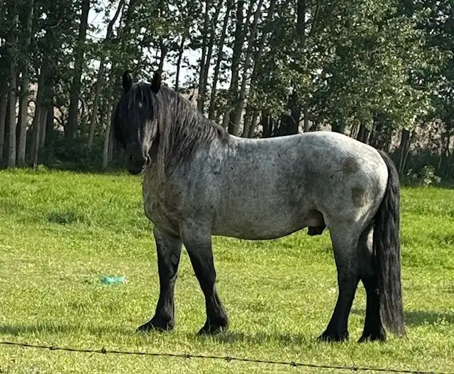 Blue Roan Stallion