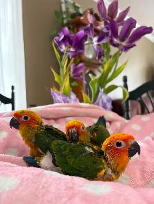 Bébé Conure Soleil
