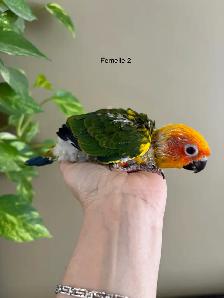 Bébé Conure Soleil - Photo 2