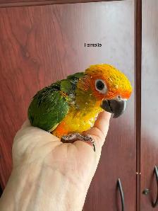 Bébé Conure Soleil - Photo 3