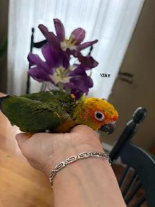 Bébé Conure Soleil - Photo 4
