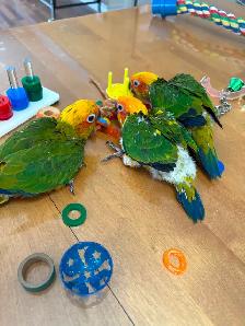 Bébé Conure Soleil - Photo 5