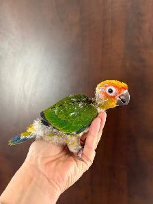 Bébé Conure Soleil - Photo 6