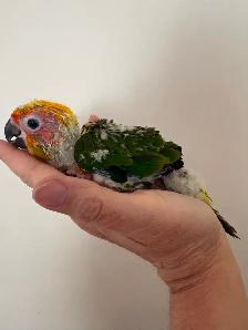 Bébé Conure Soleil - Photo 7