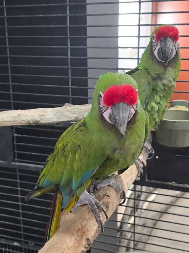 Parrot Breeding Pairs