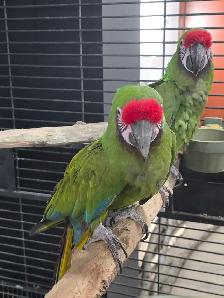 Parrot Breeding Pairs