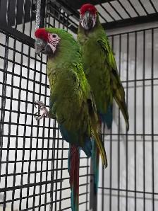 Parrot Breeding Pairs - Photo 2