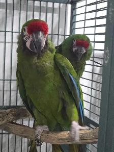 Parrot Breeding Pairs - Photo 3