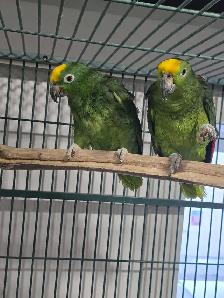 Parrot Breeding Pairs - Photo 4