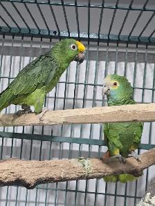 Parrot Breeding Pairs - Photo 5