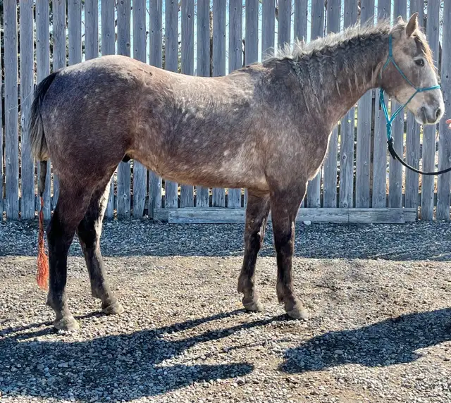 2022 Grey Gelding