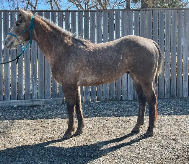 2022 Grey Gelding - Photo 2