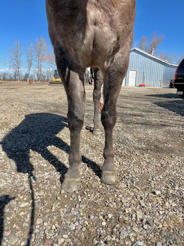 2022 Grey Gelding - Photo 3