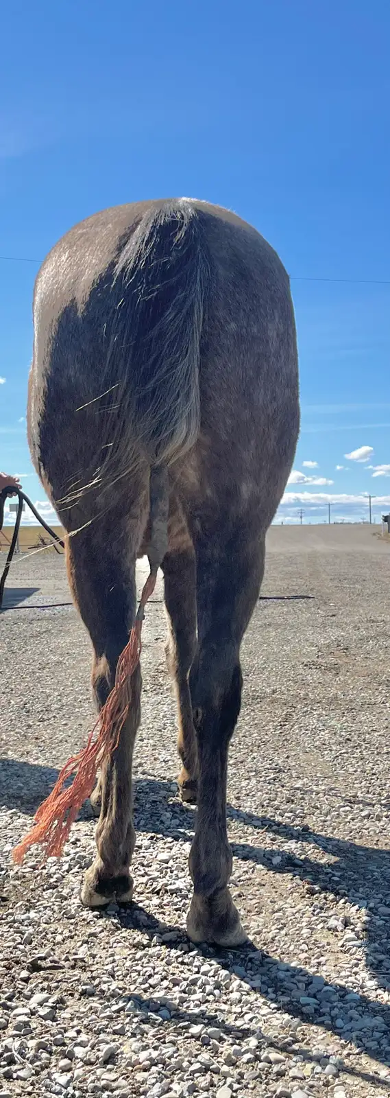 2022 Grey Gelding - Photo 4