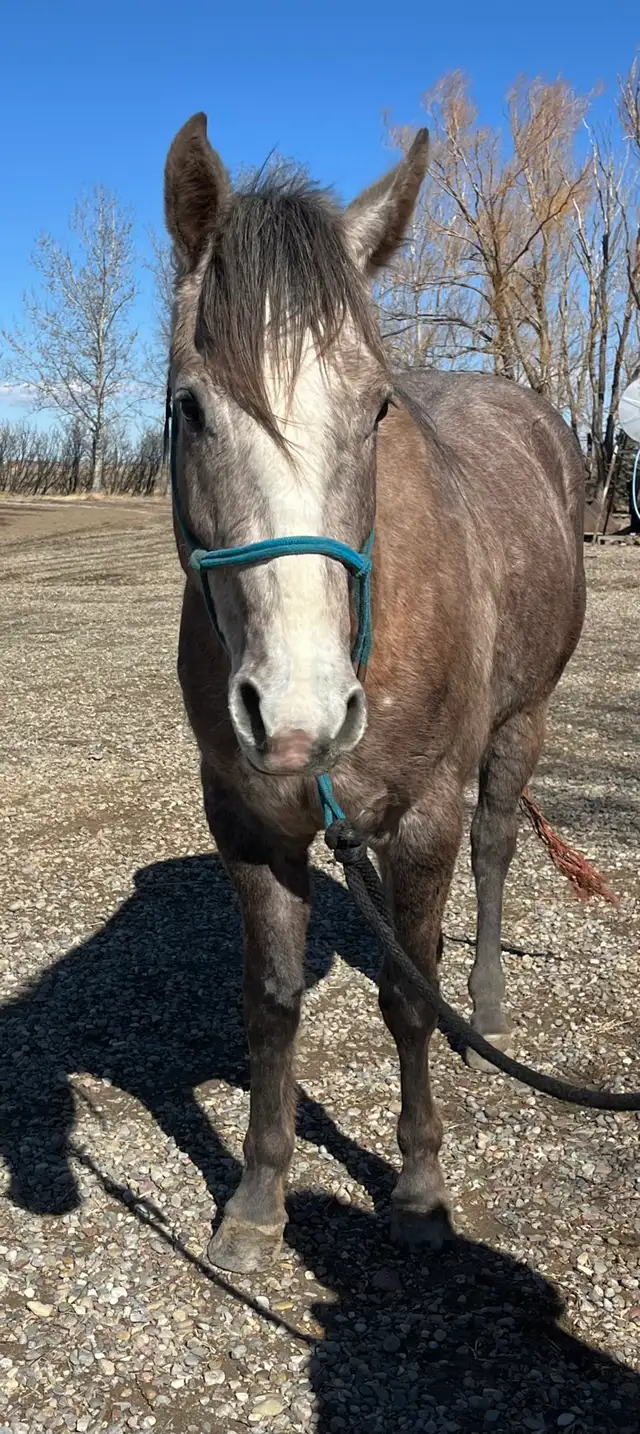 2022 Grey Gelding - Photo 5