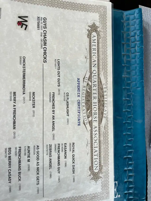 2022 Grey Gelding - Photo 6