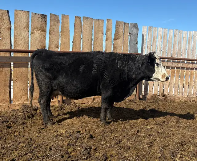 Angus cross cow- Calved April 3rd