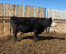 Angus cross cow- Calved April 3rd