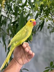Indian ringneck babies (Lacewing Green & Olive) - Photo 2