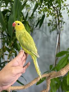 Indian ringneck babies (Lacewing Green & Olive) - Photo 3