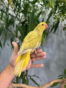 Indian ringneck babies (Lacewing Green & Olive) - Photo 4