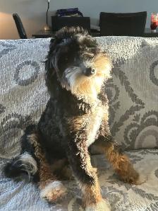 mini bernedoodles - Photo 2