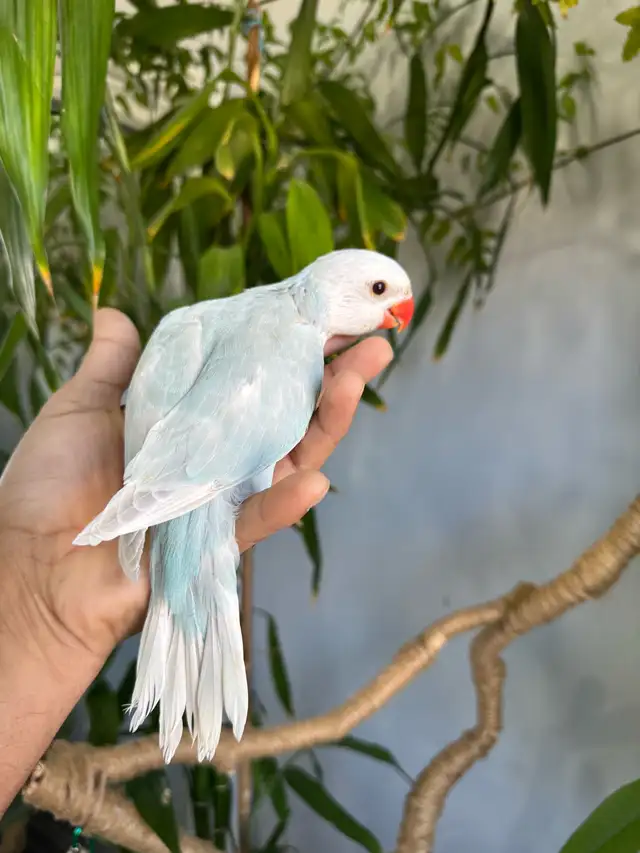Indian ringneck babies (lacewing),