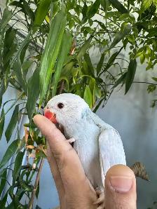 Indian ringneck babies (lacewing), - Photo 2