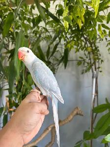 Indian ringneck babies (lacewing), - Photo 4