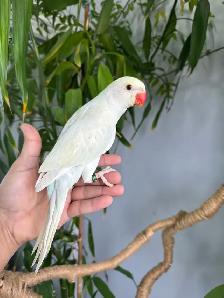Indian ringneck babies (lacewing), - Photo 6