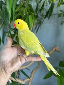 Indian ringneck babies (lacewing), - Photo 8