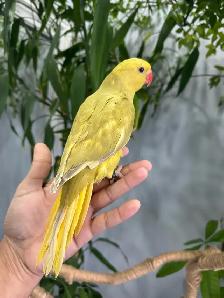 Indian ringneck babies (lacewing), - Photo 9