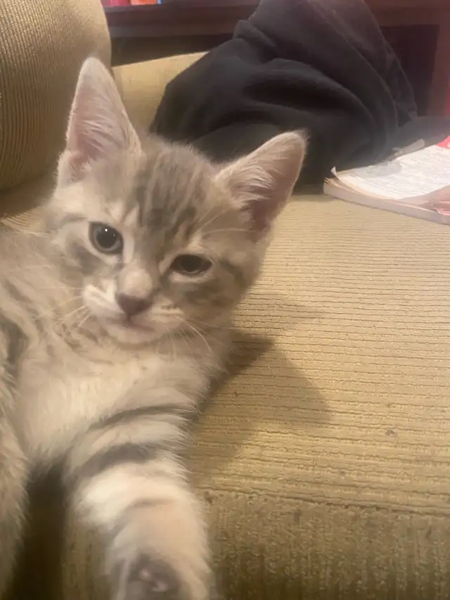 Tabby Kittens looking for the forever home