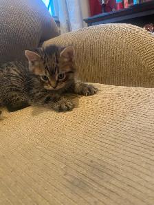 Tabby Kittens looking for the forever home - Photo 2