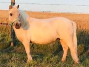 ISO miniature horse