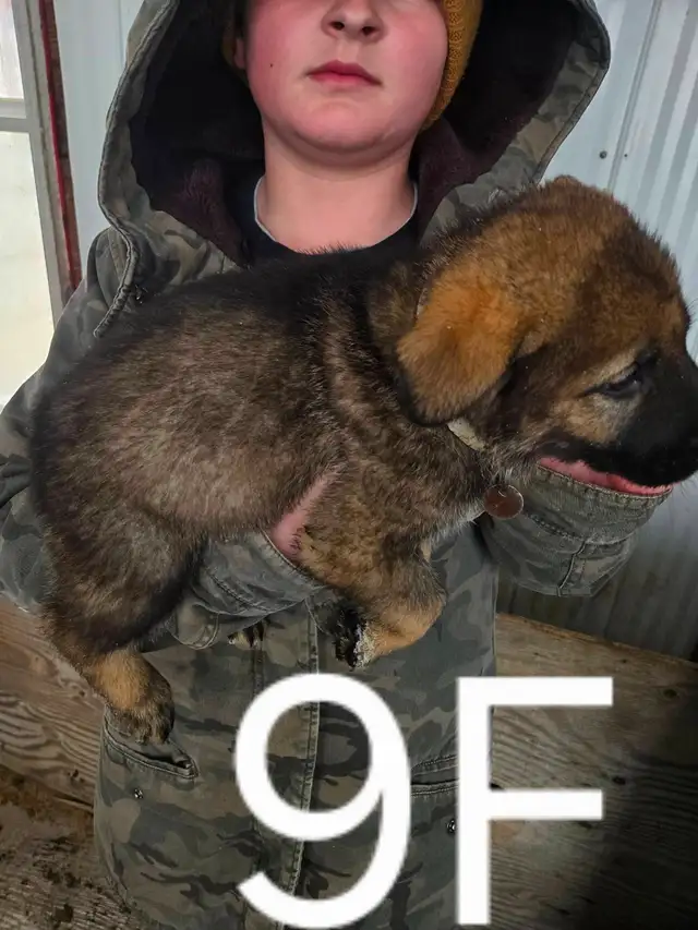 REGISTERED GERMAN SHEPHERDS