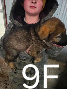 REGISTERED GERMAN SHEPHERDS