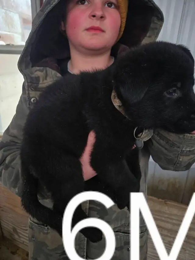 REGISTERED GERMAN SHEPHERDS - Photo 2