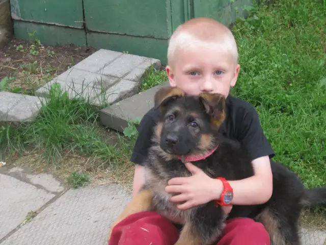 REGISTERED GERMAN SHEPHERDS - Photo 4