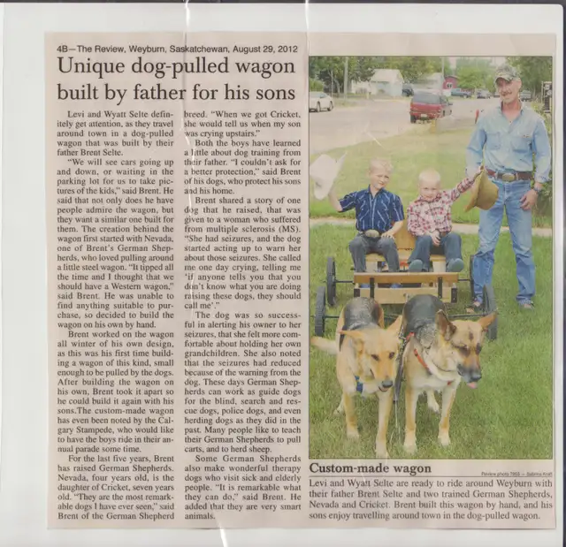 REGISTERED GERMAN SHEPHERDS - Photo 5