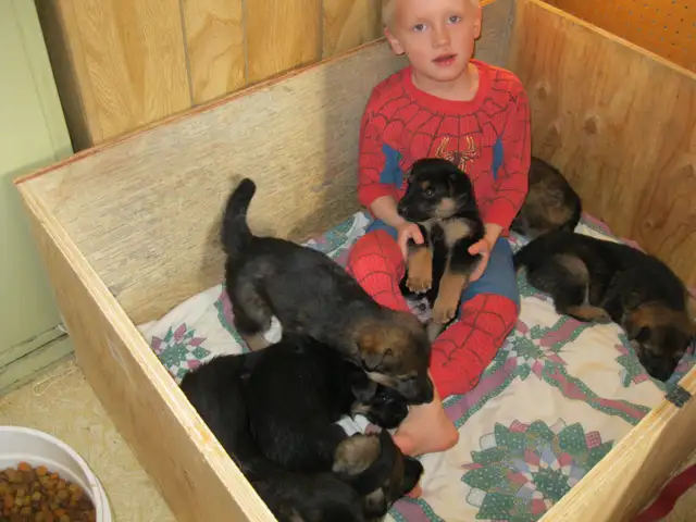 REGISTERED GERMAN SHEPHERDS - Photo 7