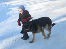 REGISTERED GERMAN SHEPHERDS - Photo 8