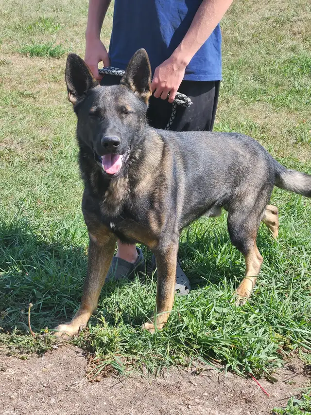 REGISTERED GERMAN SHEPHERDS - Photo 9