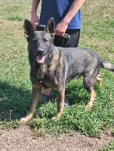 REGISTERED GERMAN SHEPHERDS - Photo 9