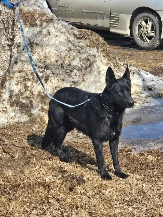 REGISTERED GERMAN SHEPHERDS - Photo 10