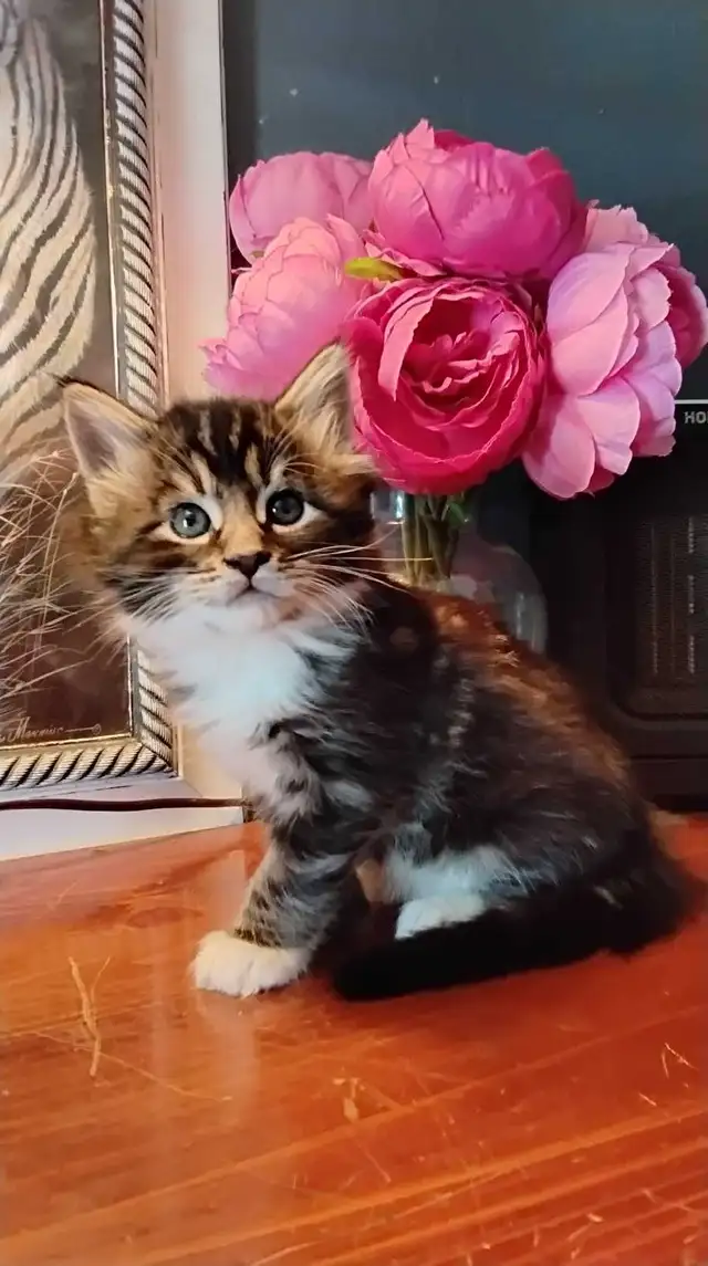 Maine coon mix kittens for sale